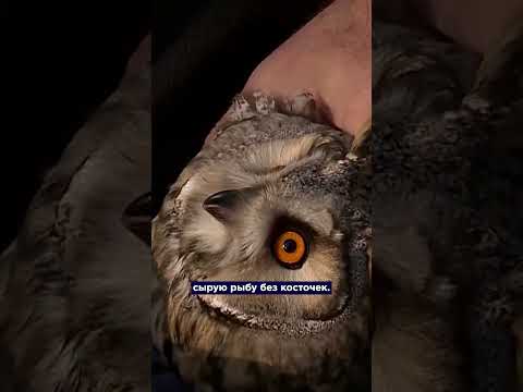 Выходил ушастую сову