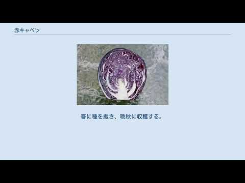 赤キャベツ 植物