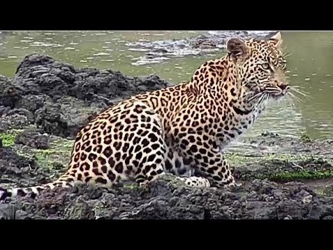 Djuma: Tlalamba young female Leopard gets a drink at the dam - 13:52 - 04/11/19