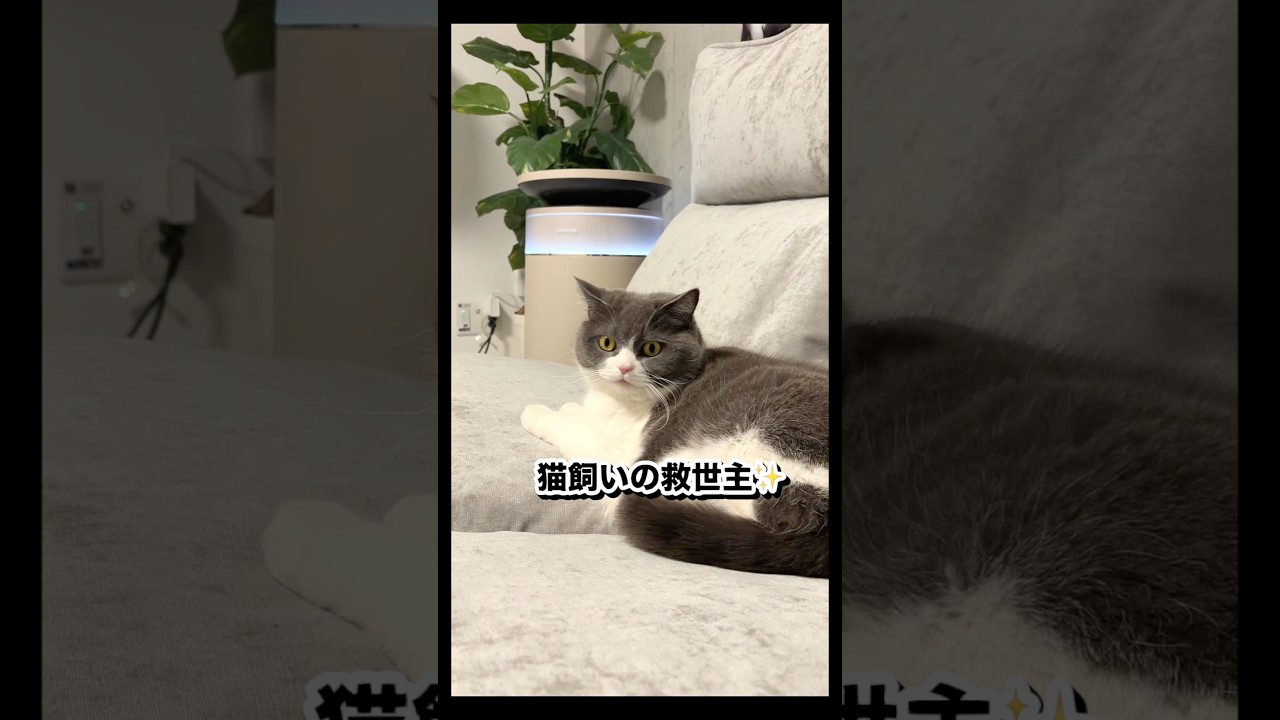 ついにフィルター掃除から解放される日がきた…！#Dreame #DreameFP10 #ペット用空気清浄機 #猫のいる暮らし #インテリア家電 #掃除記録 #空気清浄機