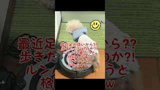 ⭐️星に願いを⭐️＃トイプードル18歳 #シニア犬との暮らし #犬と一人暮らし #シニア犬との暮らし