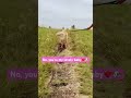 On the road-my baby #dog #pets #goldenretriever #animals #nature #food #like #subscribe #shorts