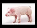 Animal Alphabet The ABCs Of Animals