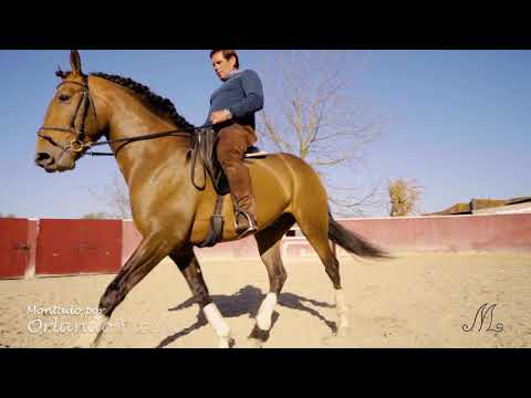 Coudelaria Manuel Lopo - Jalisco