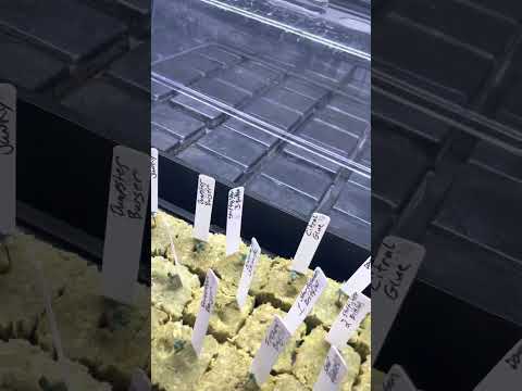 RKS Road kill skunk, Heime Cheeba strain grow,pheno hunt, & Preservation week #2-3.