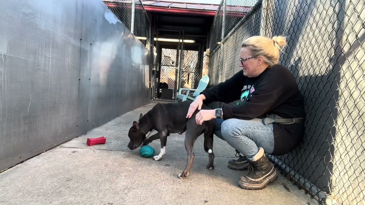 Enlarge Priya, a ADOPTABLE Pit Bull Terrier in Chicago, IL video 2/5