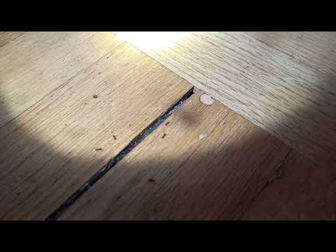 Ants Coming From the Cracks in the Floor in Bayville, NJ