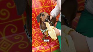 A Banana Roubada e o Novo Presente da Dona #shortvideo