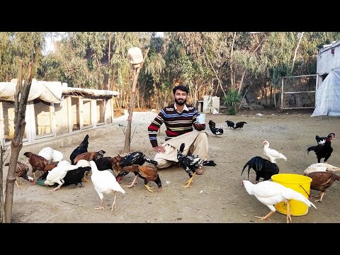 Another Sunday On My Derra Swabi