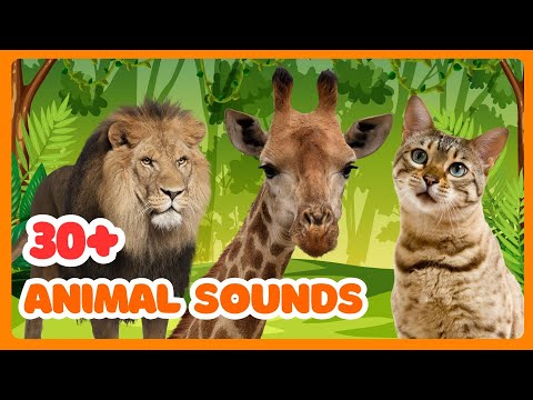 30+ Animal Sounds for Kids | Fun Guess the Sound Game!