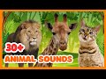 30 Animal Sounds For Kids Fun Guess The Sound Game
