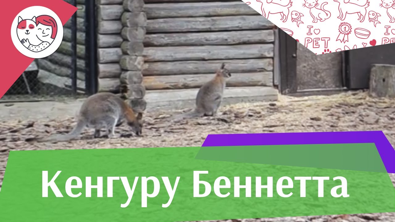 Кенгуру беннета Содержание и питание на ilikepet