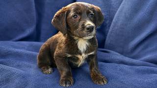Abandoned Puppy Was Struggling to Survive Alone in the Rain