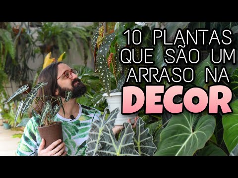 , title : '10 PLANTAS de SOMBRA para DECORAR seu APARTAMENTO - URBAN JUNGLE'
