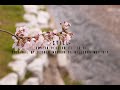 Still 주 품에 Korean Version By Hillsong Worship L KOREAN HILLSONG WORSHIP
