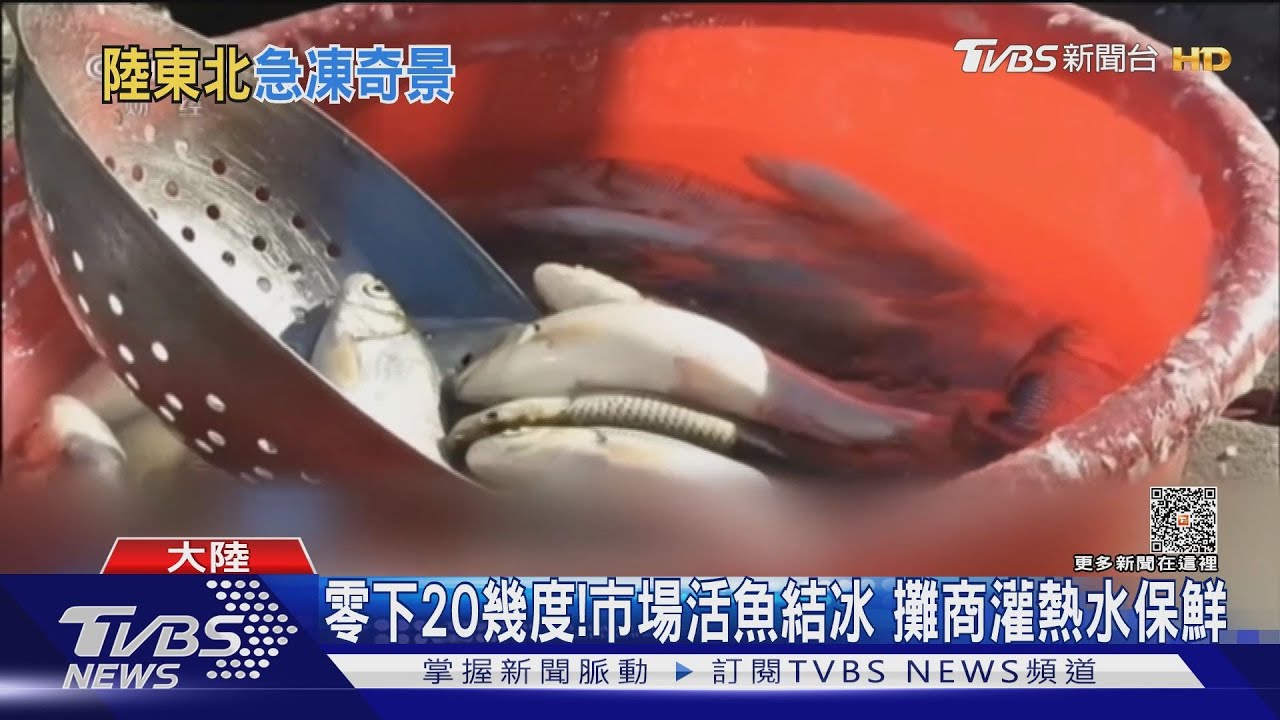 天鵝「凍住」卡湖中!陸東北零下20度 活魚澆熱水保鮮