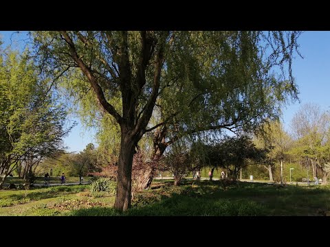 Wunschpartner Orakel🔮