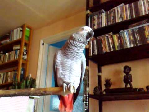 papagaj féregtelenito