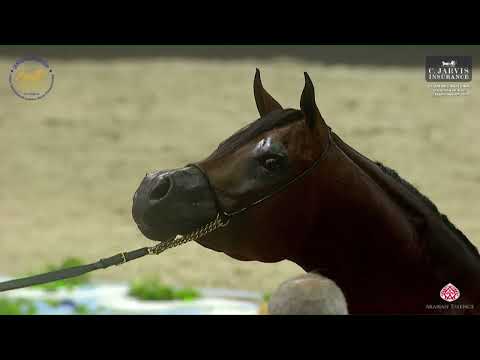 N 134 AJ NABHAN   Dubai International Arabian Horse Championship 2023   Stallions 4   6 Years Old Cl
