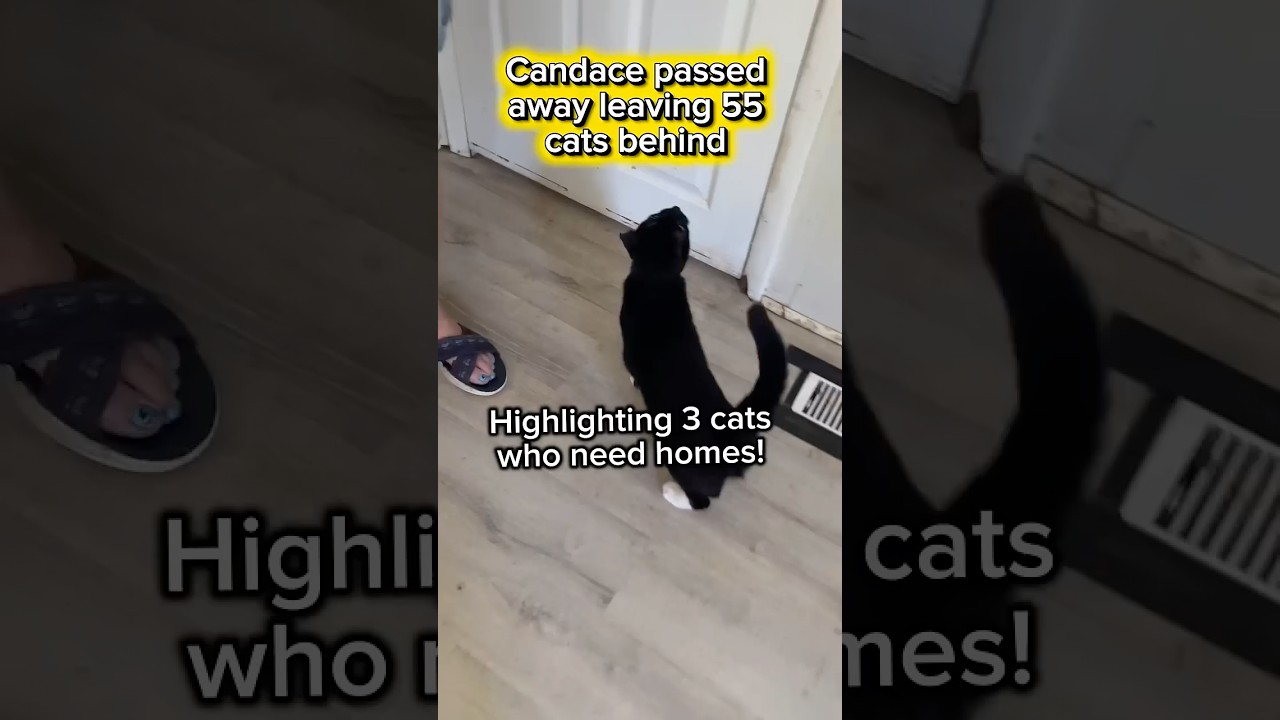 Enlarge 3 cats need homes (Adopt separately) VIDEO, a Adopted Domestic Short Hair in Port Orange, FL video 5/6