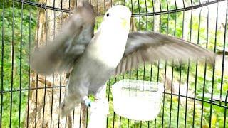 Download lagu Ambyaar booss...! Lovebird mu langsung edan dengar suara lovebird ini mp3