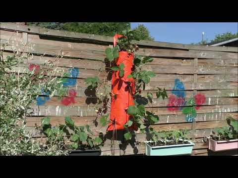 Pflanzsack zum Hängen für Erdbeeren und Co - Platz ausnutzen für Pflanzen