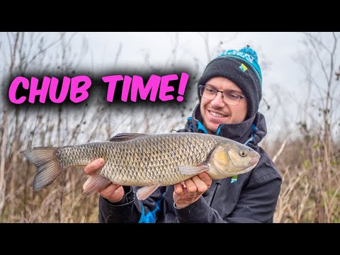First Chub Of The Winter! | Simple Fishing With Cheese Paste