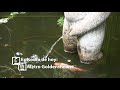 Ciencia Estúpida Ep 03 Metro Goldenshower