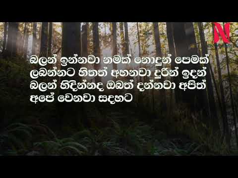 𝘽𝙖𝙡𝙖𝙣 𝙄𝙣𝙣𝙖𝙬𝙖 ( බලන් ඉන්නවා ) 𝘼𝙣𝙟𝙖𝙡𝙚𝙚 𝙈𝙚𝙩𝙝𝙨𝙖𝙧𝙖 | 𝙎𝙖𝙡𝙚𝙣𝙖 𝙉𝙪𝙬𝙖𝙣 | 𝙏𝙚𝙡𝙚𝙙𝙧𝙖𝙢𝙖 𝙎𝙤𝙣𝙜 _ 𝙇𝙮𝙧𝙞𝙘𝙨 𝙑𝙞𝙙𝙚𝙤...