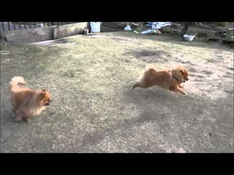 ポメラニアン　サムちゃん　ボクも外に出して 2015 12 19