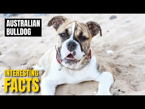Amazing facts of Australian Bulldog | Interesting Facts | The Beast World