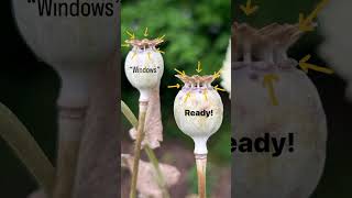 Download lagu Saving poppy seeds mp3 Download lagu Saving poppy seeds mp3