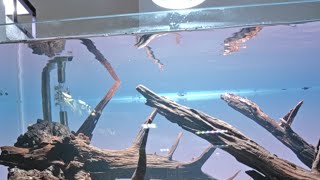 ¡Contrato de Aqualupi, novedades Enero2026, fin de promociones y todas esas cosas en directo!