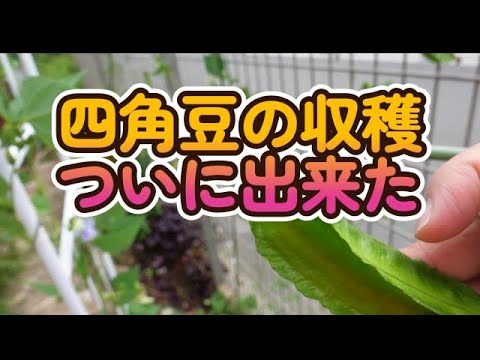 園芸 新鮮な豆を収穫し、調理し、調理する方法は何ですか?