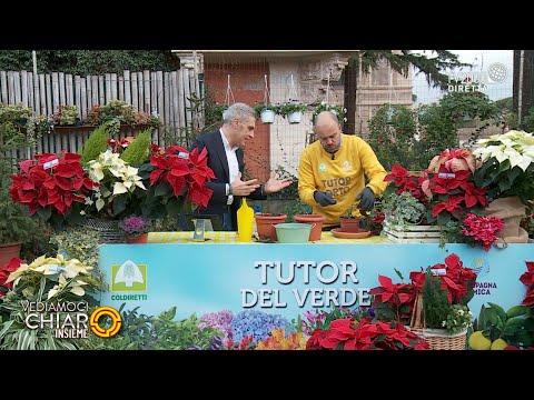 Vediamoci chiaro insieme - "S.O.S. Stella di Natale, istruzioni per l'uso"