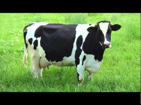 COW SOUND 'MOO' IN HIGH QUALITY