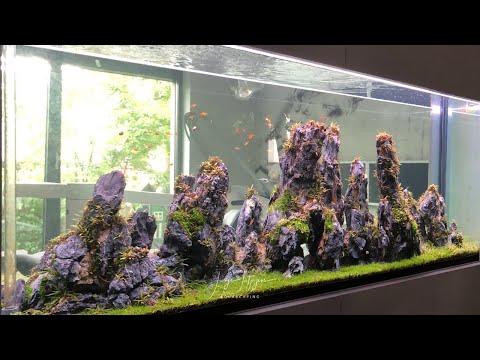 Why aquarium automation is sometimes necessary? *NEW* Tetra myFeeder