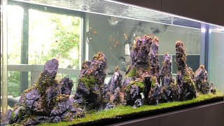 Why aquarium automation is sometimes necessary? *NEW* Tetra myFeeder
