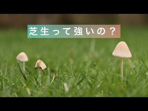 コケを完全に除去します。これにより、芝生が再び美しくなります。 トピックス
