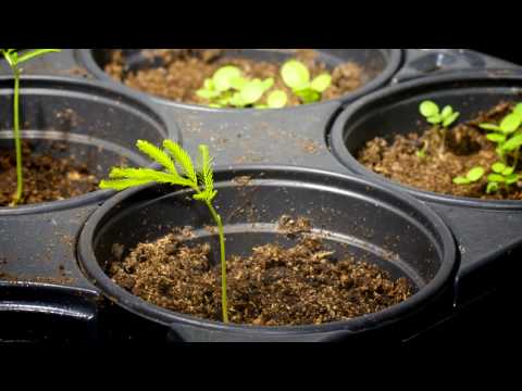 Dancing Plants Yopo Time-Lapse
