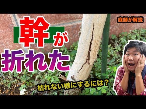 折れた木の枝をうまく処理できますか?説明と例  庭園