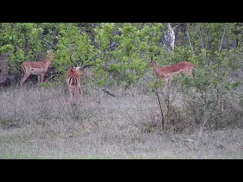 Djuma: Impalas with two males sparring - 07:40 - 11/08/21