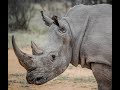 Lions Eat A Rhino Poacher Killed By An Elephant