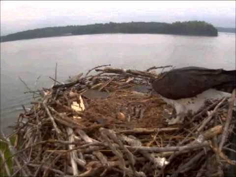 Three Hungry Osprey Chicks   450pm  05 18 2013