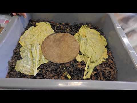 New most-viewed video & routine worm bin maintenence - vermicomposting farm