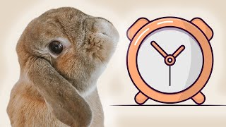 Can Rabbits Tell Time?