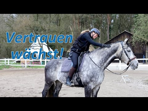 Reiten trotz Bänderriss - Das Vertrauen wächst nicht nur auf Falcos Seite