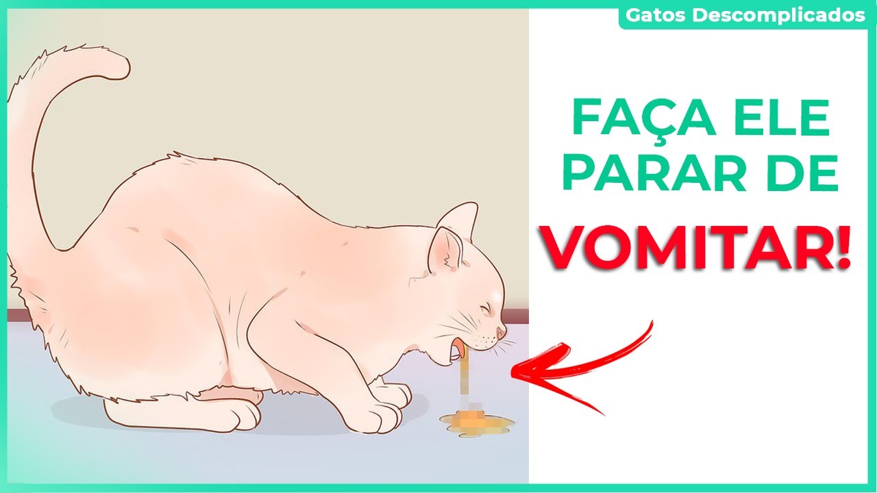 Gato Vomitando: Como Fazer o Gato Parar de Vomitar (O que Fazer) - Assista!