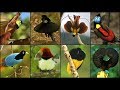 Birds-of-Paradise:courtship display (mating dance) funny - most wonderful birds species