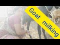 Goat Milking